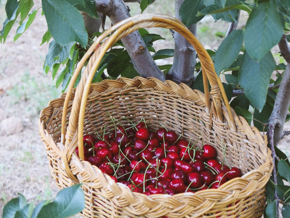Cerezas en huerto · Maule