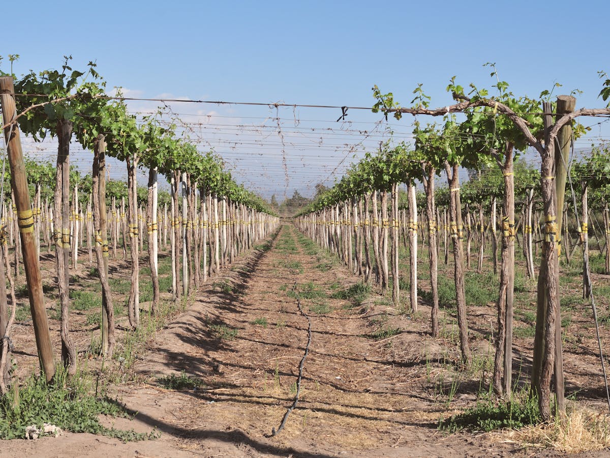 Viñedos · sector vitivinícola